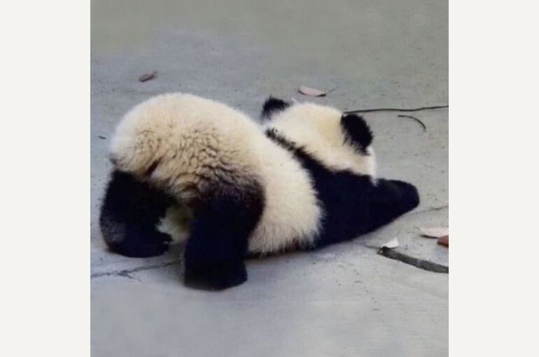 癒し画像